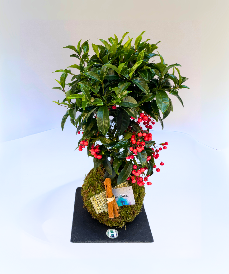 Kokedama Ardisia Kokedama Ardisia