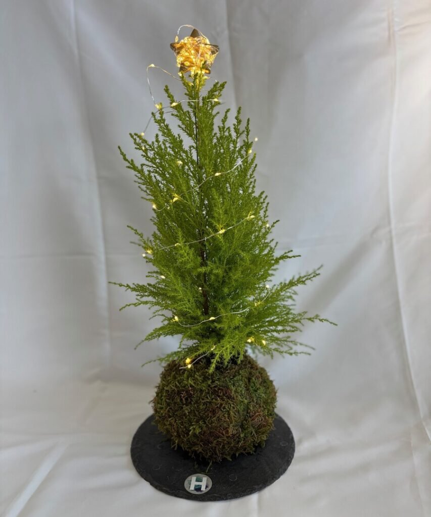 KOKEDAMA CUPRESSUS CON LUCES