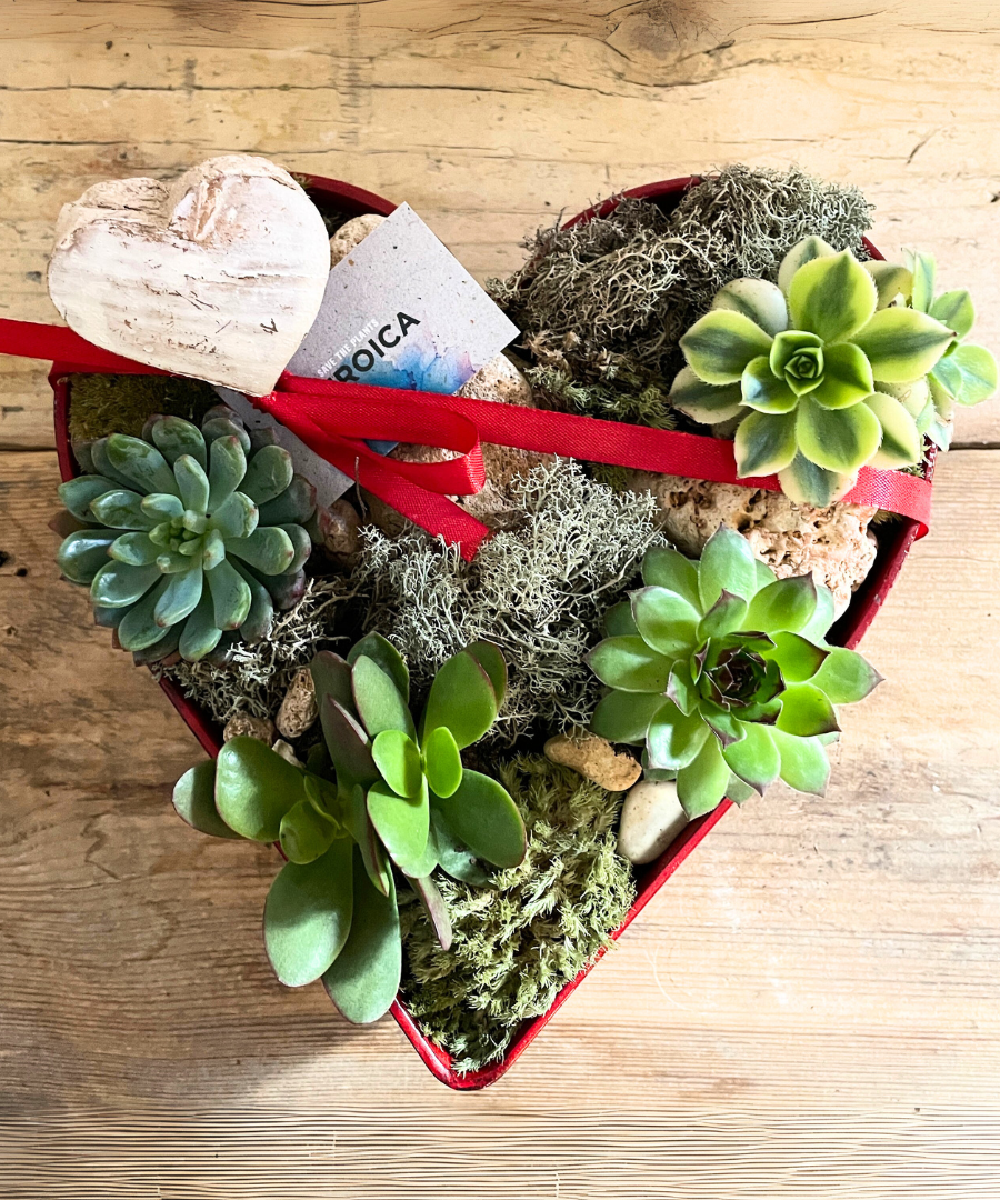 Corazón planta crasa San valentin 2025