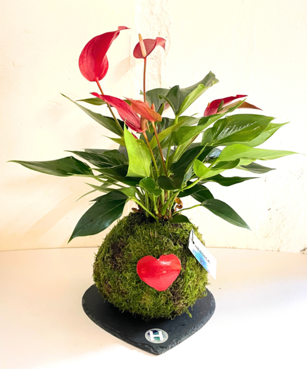 Kokedama Anthurium rojo