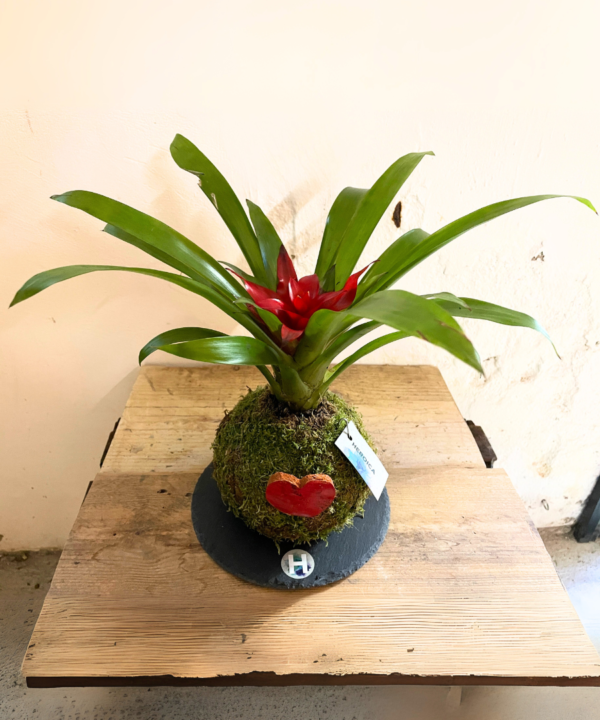 Kokedama Bromelia flor