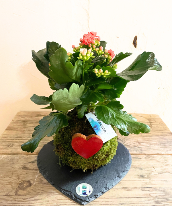 Kokedama calanchoe flor