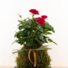 Kokedama Rosal Sant Jordi Kokedama Rosal Sant Jordi
