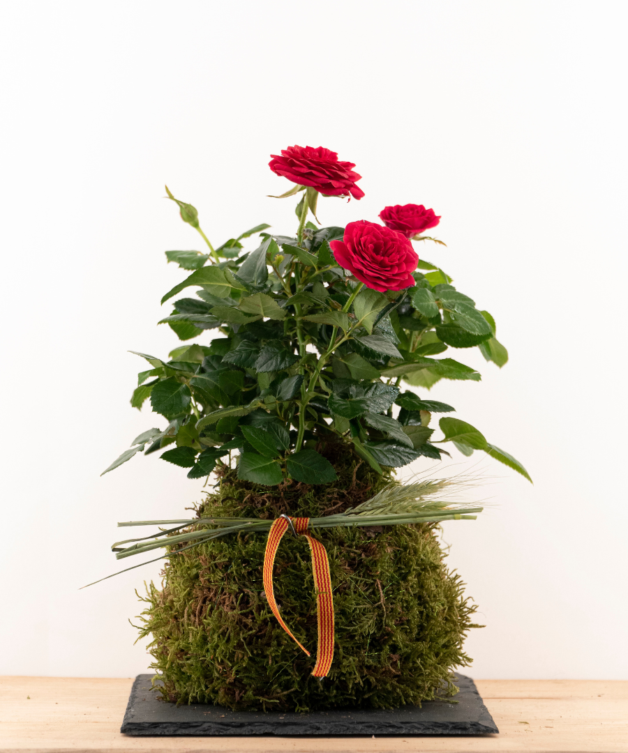 Kokedama Rosal Sant Jordi Kokedama Rosal Sant Jordi