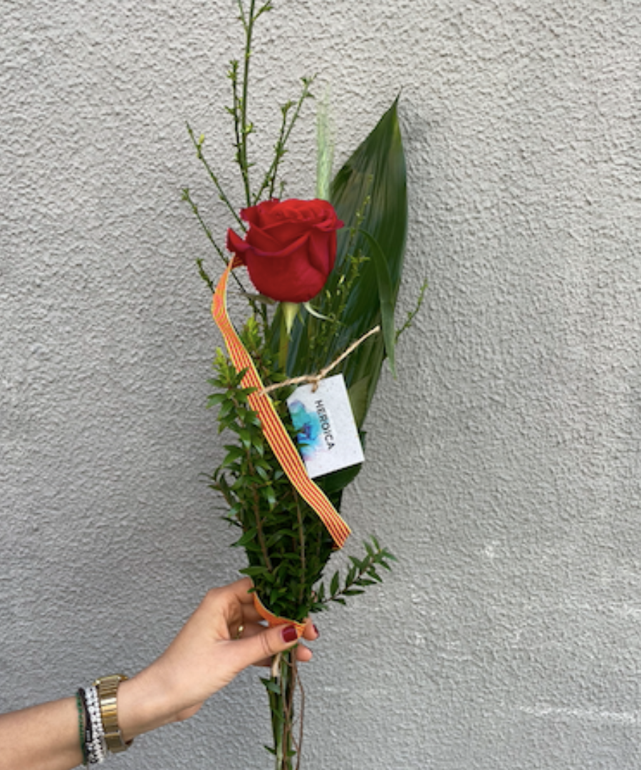 Rosa Drac de Sant Jordi