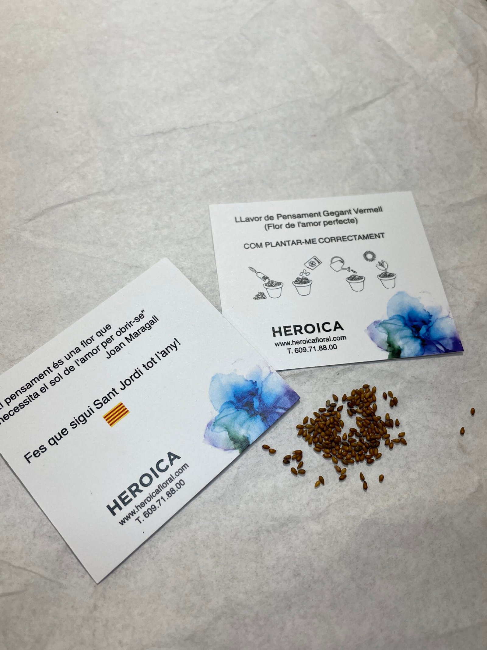 Rosa Heroica con semillas de Sant Jordi llavors scaled