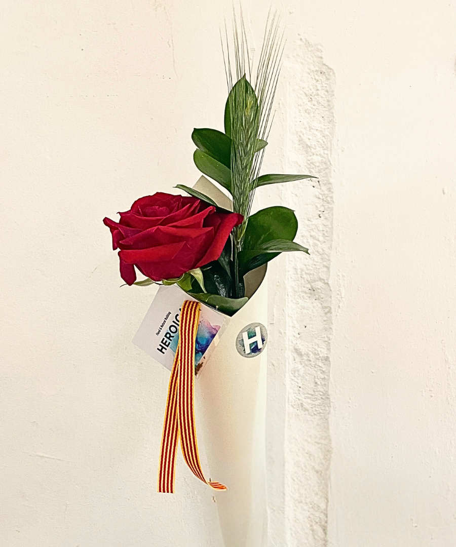 Rosa Heroica semillas de Sant Jordi 01