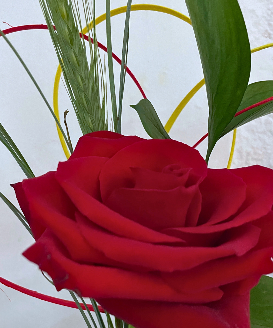 Rosa de Sant Jordi Barcelona 2