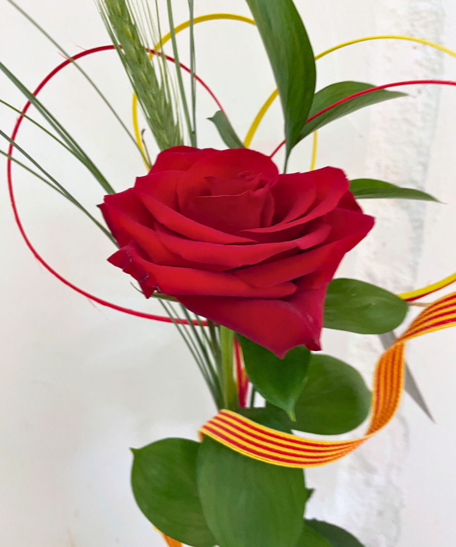 Rosa de Sant Jordi Barcelona 3
