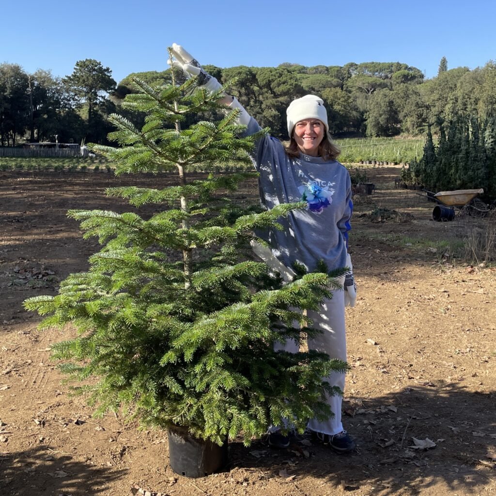 Abeto Navidad Grande (150 a 170cm)
