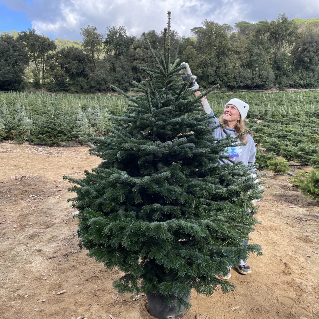 Abeto Navidad Grande (175 a 200)