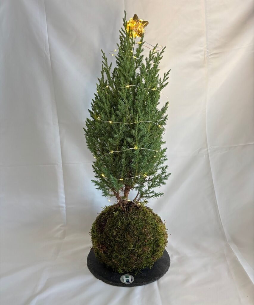 KOKEDAMA ABETO ALBERTA CON LUCES