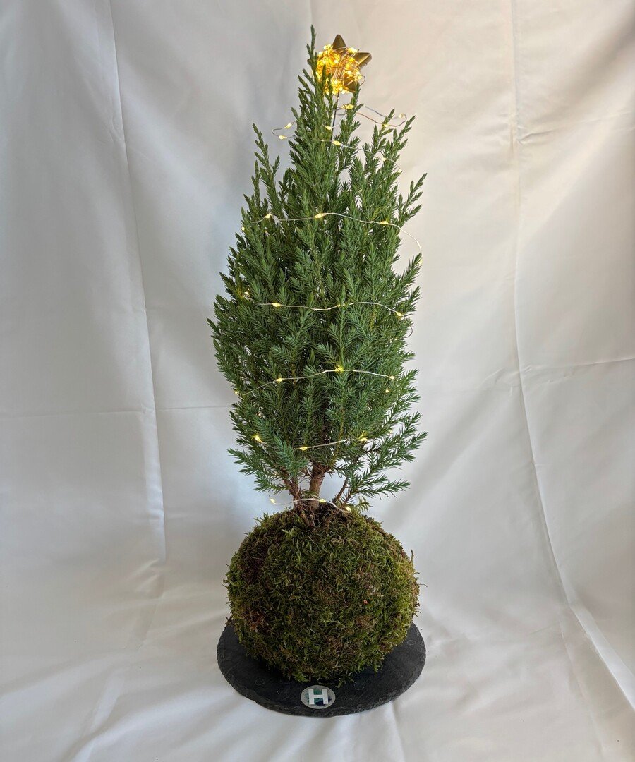 kokedama Abeto Alberta Mini Picea glauca 6 1 1